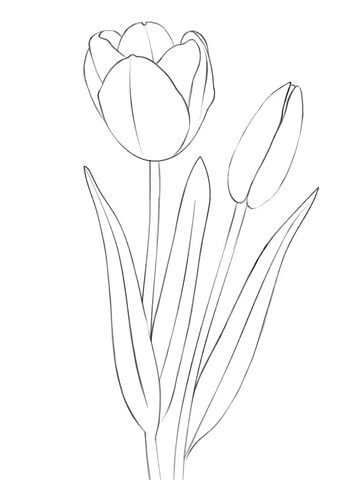 Tulips From Tulip Coloring Page